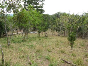 Lot 1 trees.rev Part of Lot 1