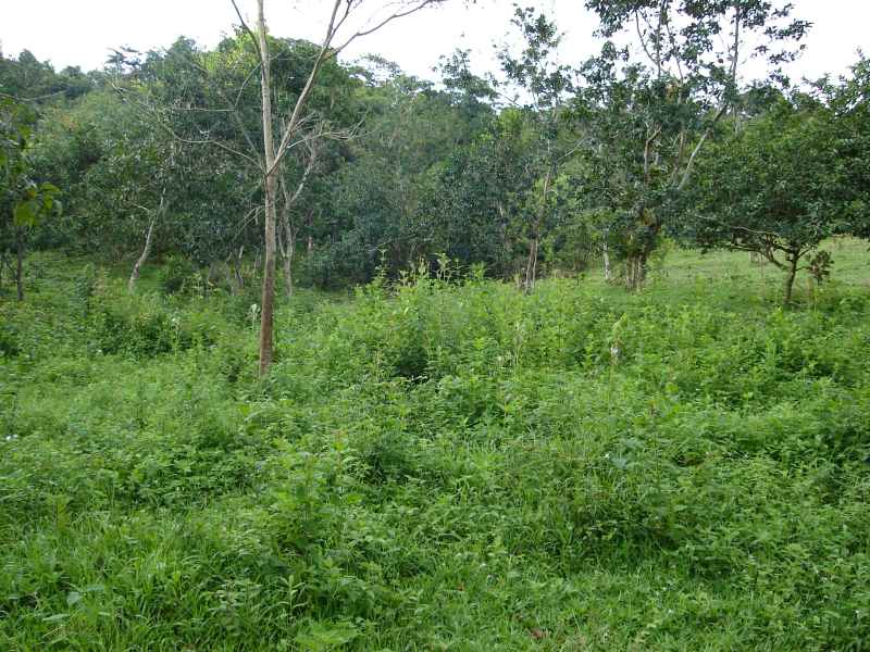 green green grass.rev A nice plantel