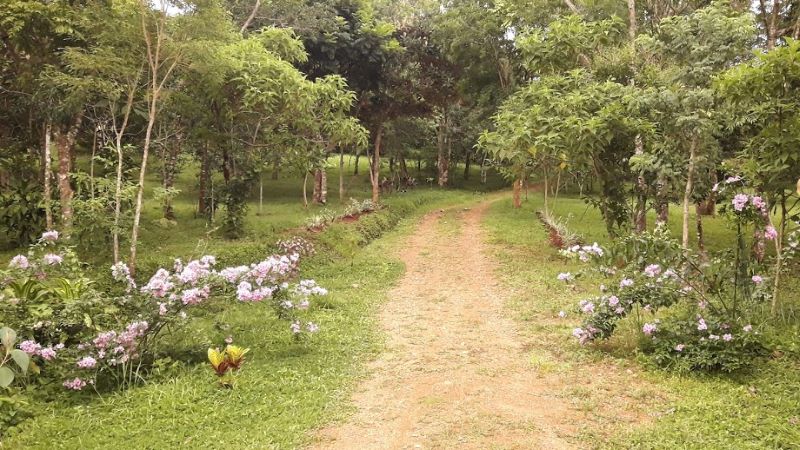 bougainvilleas and driveway 800x450